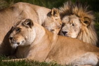  Vacation Hub International | Lionsrock Lodge Facilities