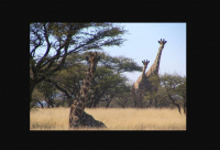  Vacation Hub International | Marrick Safari Facilities