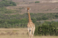  Vacation Hub International | Bergsig Guest Farm - African Buffalo Unit Facilities