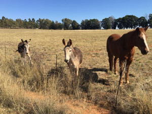  Vacation Hub International | Sanctuary Life Guest Farm Facilities