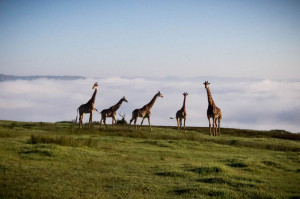  Vacation Hub International | Phezulu Safari Park Facilities