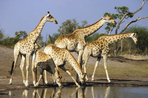  Vacation Hub International | Zimanga Private Game Reserve Facilities