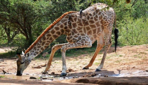  Vacation Hub International | Mabalingwe Elephant Lodge Facilities