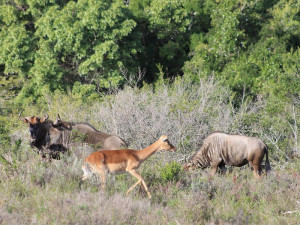  Vacation Hub International | Simbonga Game Reserve & Sanctuary Facilities