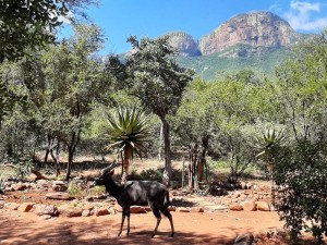  Vacation Hub International | Hoedspruit Bushveld Retreat Facilities
