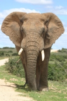  Vacation Hub International | Woodall Country House | Addo Elephant Park Food