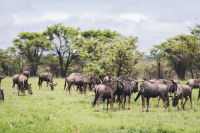  Vacation Hub International | Wildthingz Lodge Food