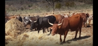  Vacation Hub International | Puschka Cottage, Magaliesburg Food