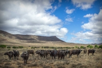  Vacation Hub International | Karoo Nights Food