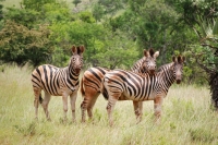  Vacation Hub International | Ntibane Bushveld Hideaway Food