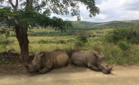  Vacation Hub International | Thula Thula Exclusive Private Game Reserve Safari Lodge And Food