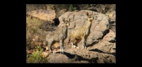  Vacation Hub International | Wolfkop Nature Reserve Food