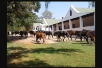  Vacation Hub International | Thandile Country Lodge Food