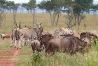  Vacation Hub International | Thaba Pitsi Nature Reserve - The Eco Lodge Food