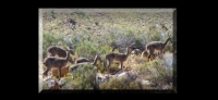  Vacation Hub International | Witteberg Private Nature Reserve Food