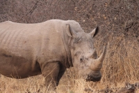  Vacation Hub International | Tshikwalo Game Lodge Food