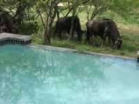 Vacation Hub International | Turaco Lodge Food