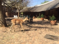  Vacation Hub International | Luiperdskloof Game Lodge Food