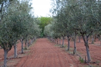  Vacation Hub International | La Campagna Olive Estate Food