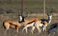  Vacation Hub International | Kampfontein Guest Farm Food