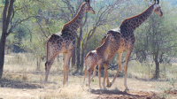  Vacation Hub International | African Rock Lodge Food