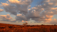  Vacation Hub International | Stone Hill -Acacia Tree Food