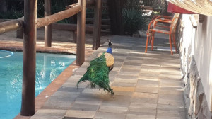  Vacation Hub International | Lapalosa Lodge Food