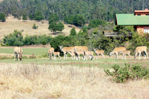  Vacation Hub International | Tillietudlem Game Reserve - Hleka Manzi Lodge Food