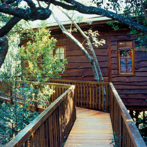  Vacation Hub International | Moon Shine on Whiskey - Tree Frog Forest Cabin Food