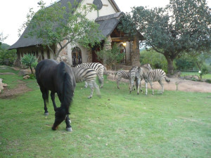  Vacation Hub International | eBundu Lodge Food