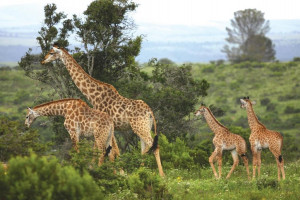  Vacation Hub International | Kariega Private Game Reserve and Safari Lodge Food