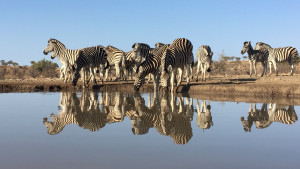  Vacation Hub International | Zimanga Private Game Reserve Food