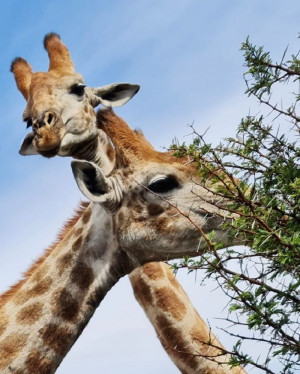  Vacation Hub International | Lekwena Ranch Food