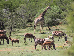 Vacation Hub International | Simbonga Game Reserve & Sanctuary Food