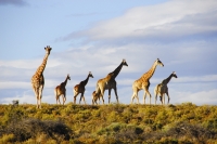  Vacation Hub International | Inverdoorn Game Reserve - Guest Houses Lobby