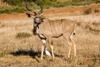  Vacation Hub International | Glenwood Safaris Lobby