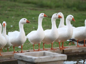  Vacation Hub International | Goose Hill Wedding and Guest farm Lobby