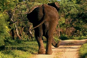 Vacation Hub International - VHI - Royal Malewane