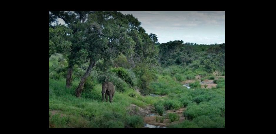 Vacation Hub International - VHI - Tingala Lodge -Bed in the Bush