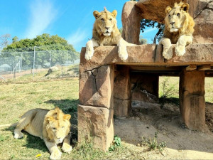  Vacation Hub International | Pumbaa Wildlife Park and Accommodation Main