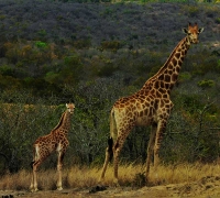  Vacation Hub International | Graceland Eco Retreat Room