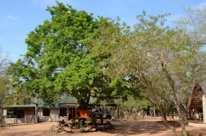  Vacation Hub International | Wild Dogs Safari Lodge Room